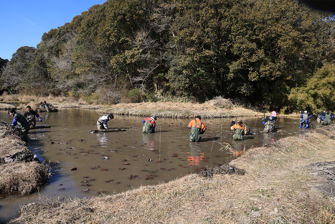 繁茂したスイレンの間引き作業を行う市民ボランティアの様子。