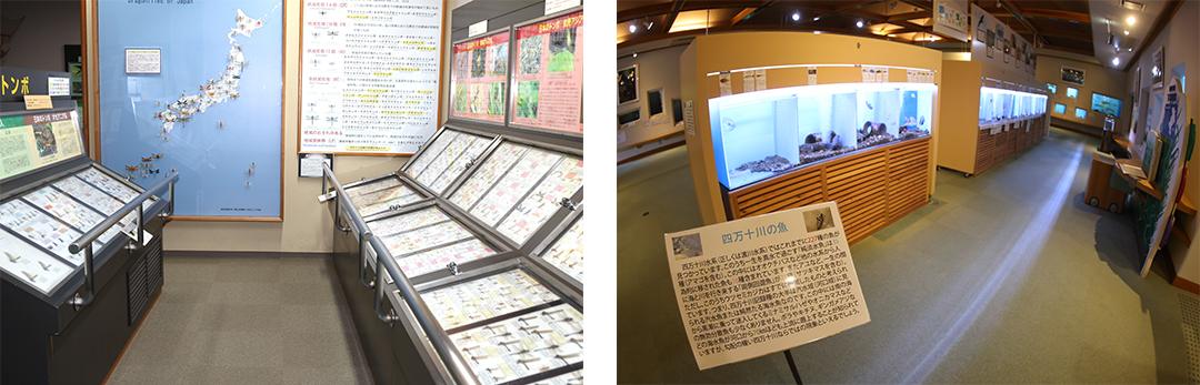 園内に併設された「とんぼ館」（左）では、およそ1,000種の世界のトンボの標本が見られ、トンボの生息環境についても分かりやすく解説しています。また、主に四万十川の淡水魚や汽水魚※を飼育展示する「さかな館」（右）もあります。※陸水と海水が混じり合う水域に生息する魚類のこと。
