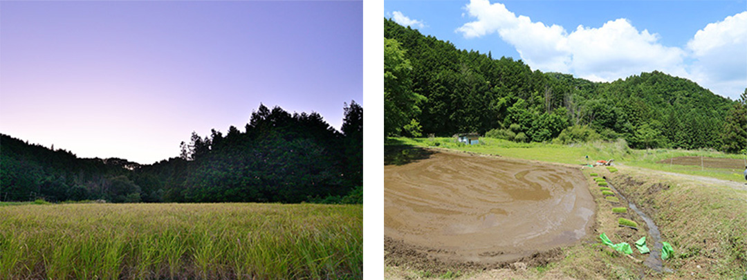 減農薬による稲作を行っている田んぼ（左）。生物多様性を育む土水路（右）。