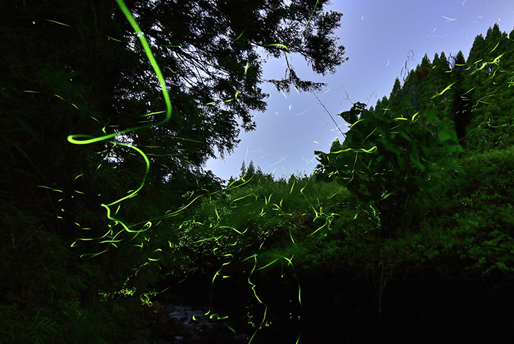 夏の夜に飛び交うホタル。
