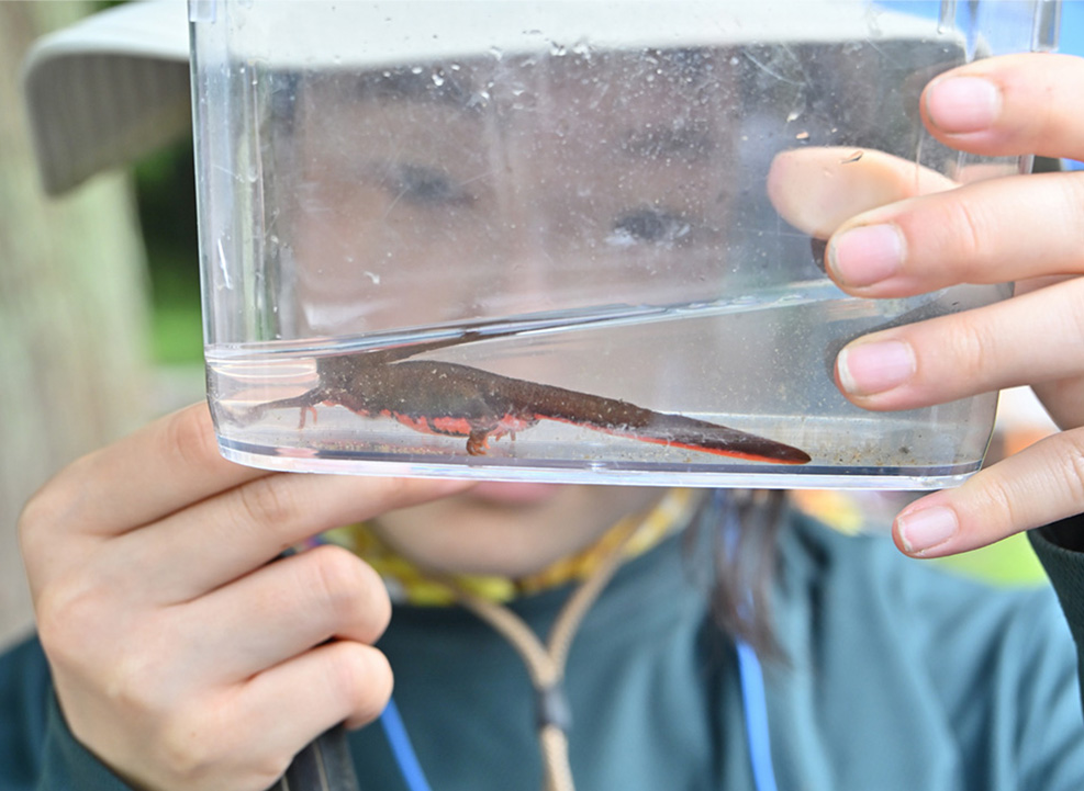 アカハライモリ（写真）など、希少種も多く生息しています。