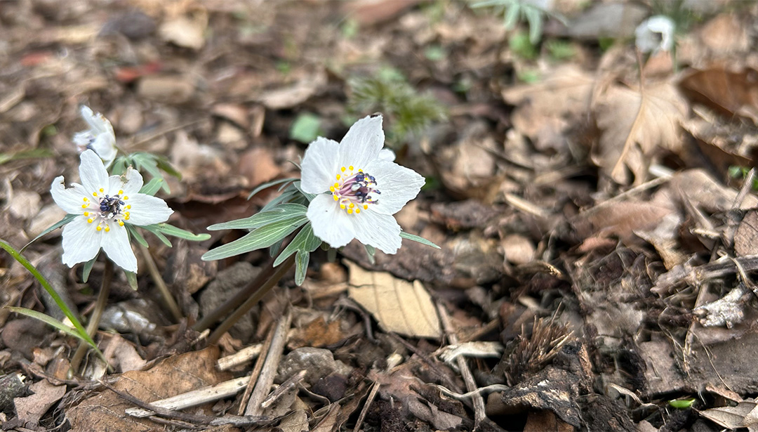 準絶滅危惧種とされるセツブンソウの花。