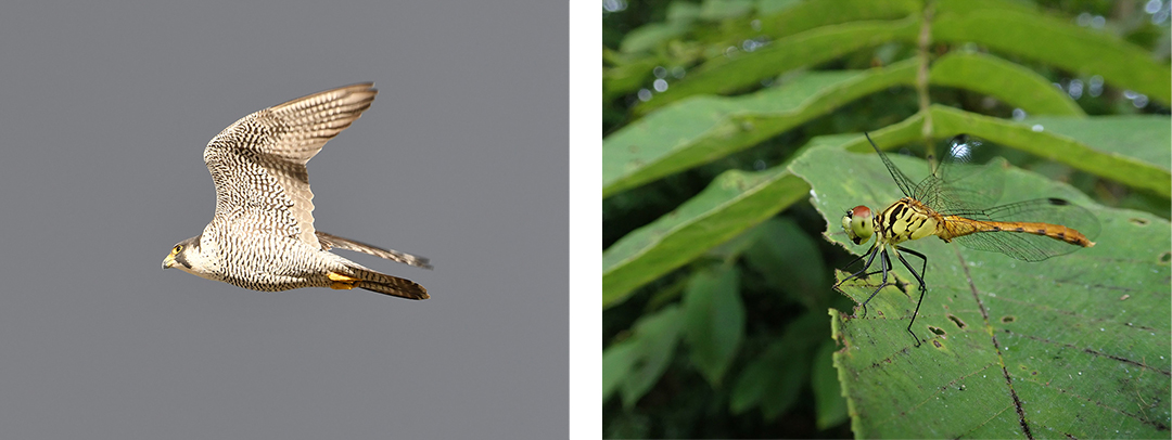 ハヤブサ（左）やマイコアカネ（右）など、日本及び富山県で絶滅が危惧される種もサイト内で確認されています。