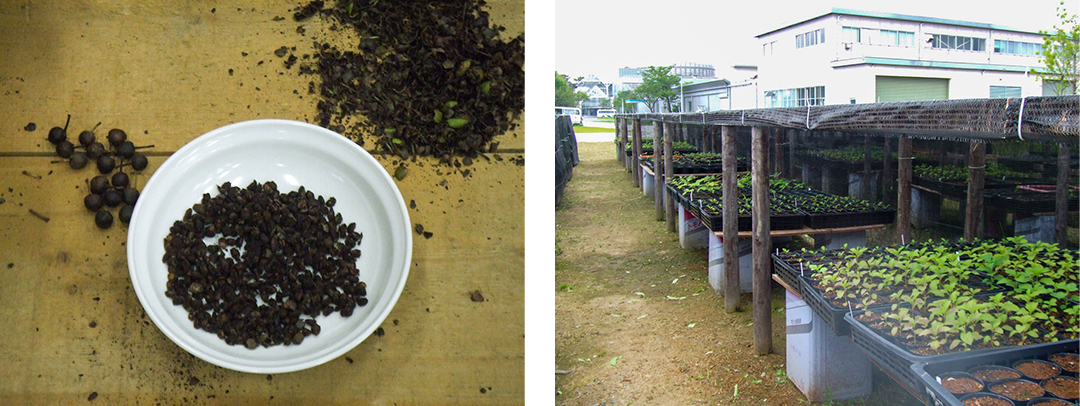 地域の山々から採取した種（左）を工場内で苗木に育てる様子（右）。