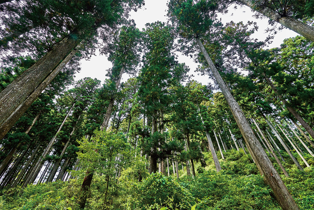 南三陸FSC®認証林