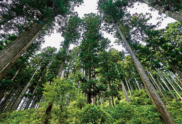 南三陸FSC®認証林