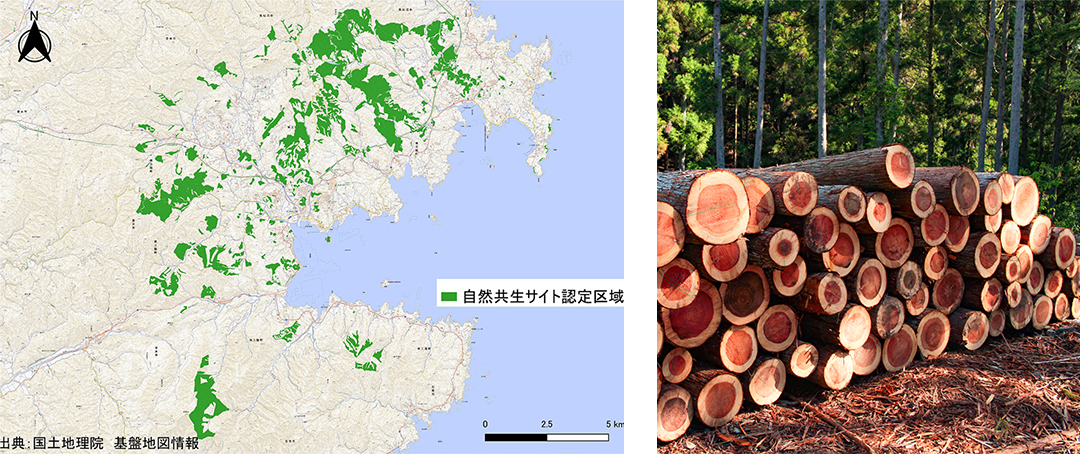 自然共生サイト認定区域（左・緑の部分）。「美人杉」と呼ばれる南三陸のスギ（右）。
