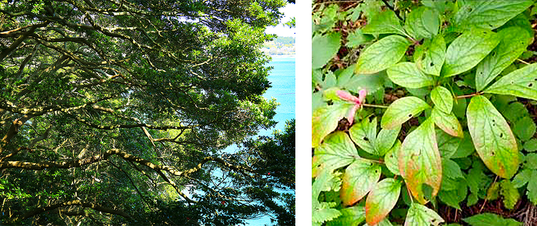 一部エリアにはタブノキ林など潜在的な自然生態系も残っています（左）。希少なベニバナヤマシャクヤク（右）。