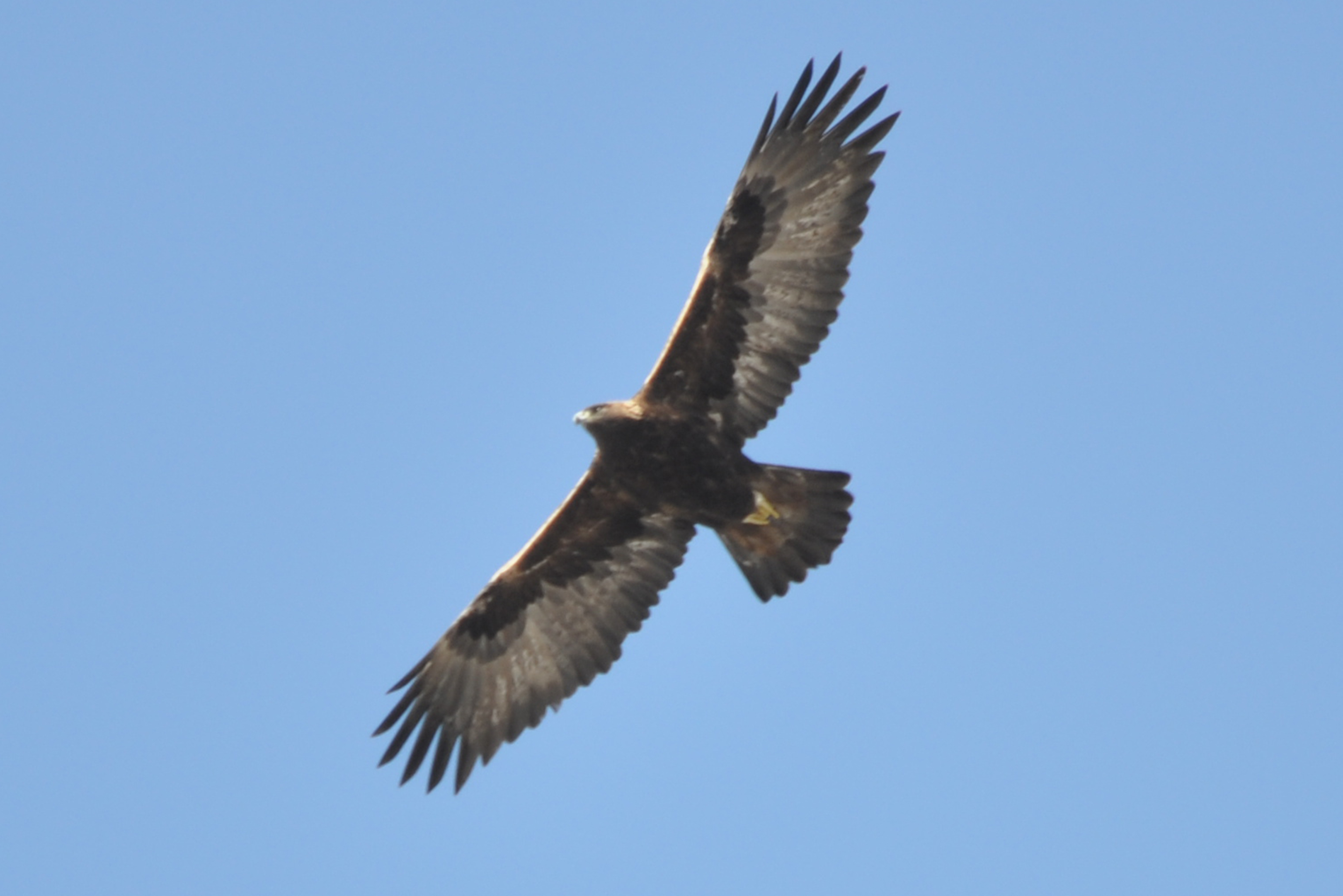 絶滅が危惧される南三陸のイヌワシ。