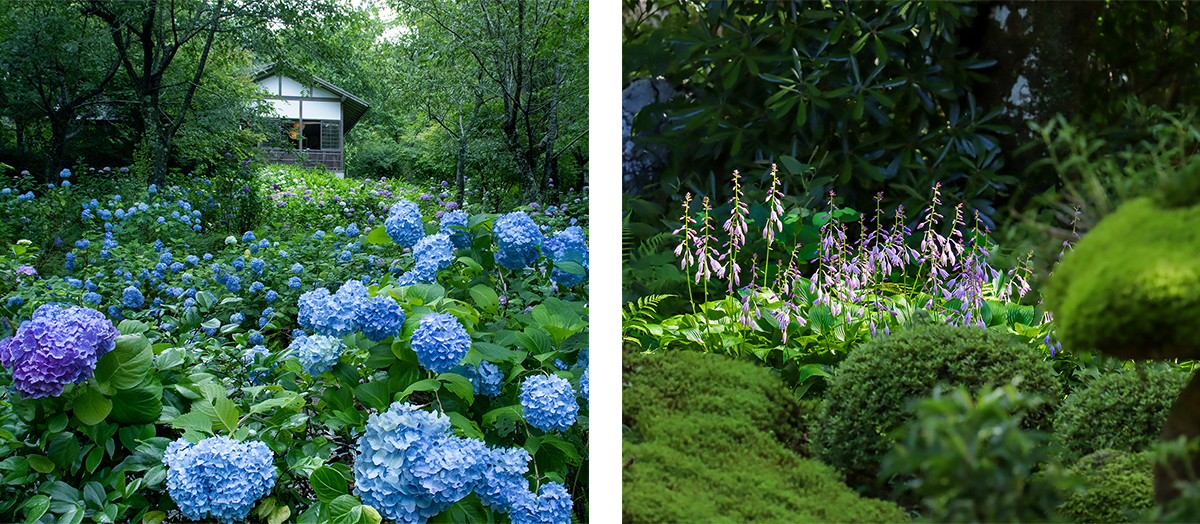 アジサイ（左）やギボウシ（右）など、四季折々の花が境内を彩ります。