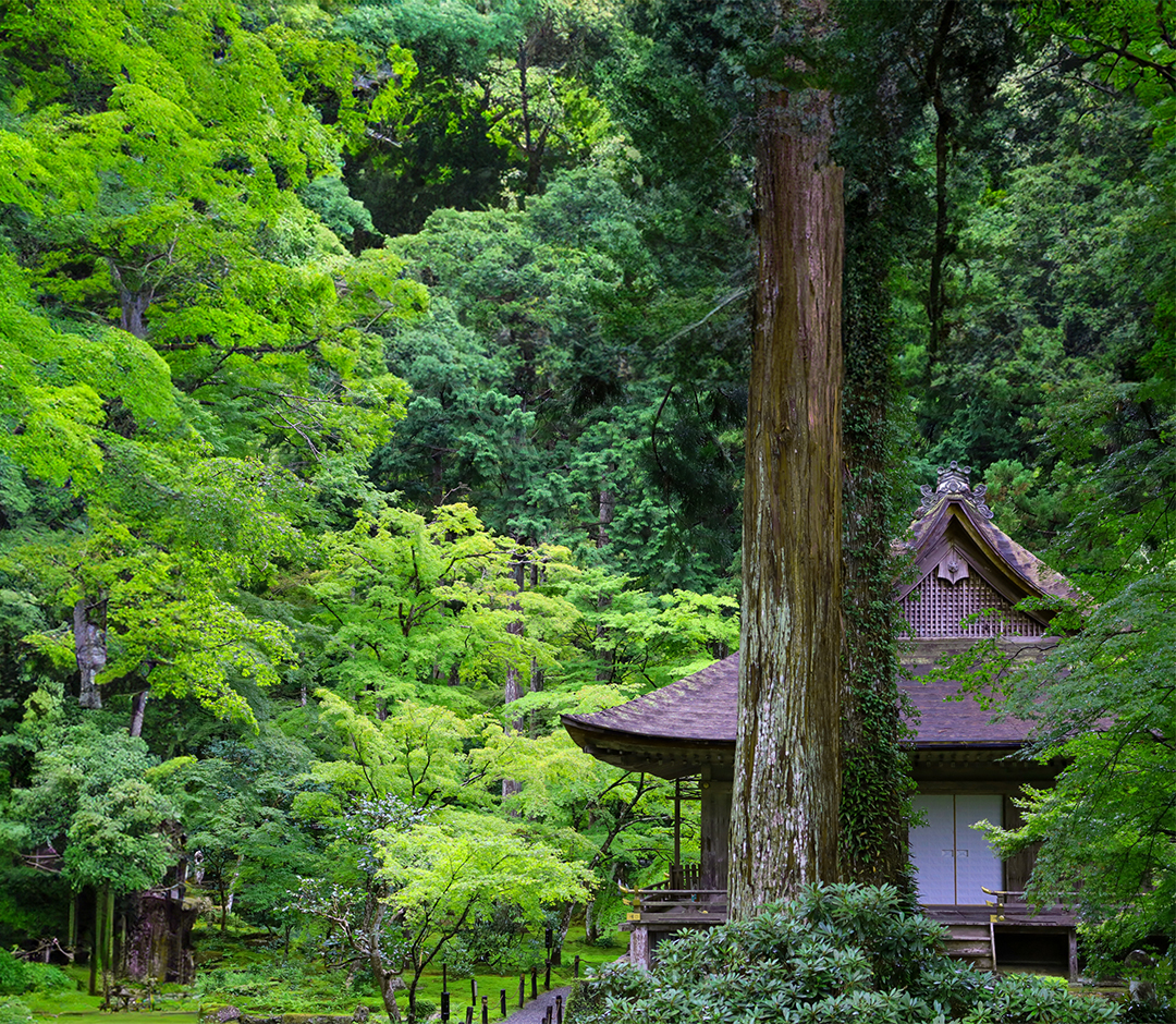 木々に囲まれた極楽院。