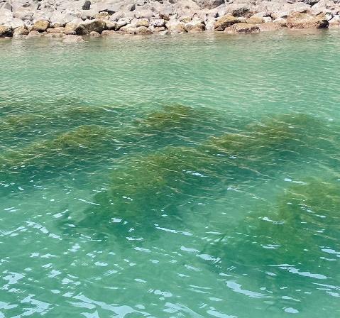 鹿児島県指宿市の沿岸域で人工的に生育したアマモ。