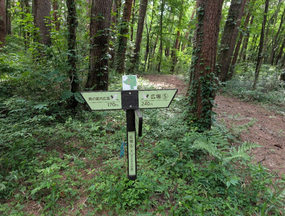 林内には歩きやすい観察路とわかりやすい案内板が整備されており、子どもたちも安全に利用できます。