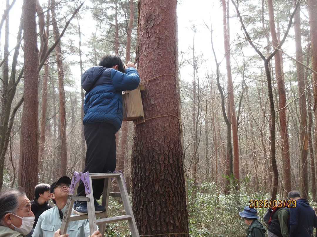 『鳥取県野生動物のすみか（巣箱）コンクール』で入賞した巣箱をアカマツに設置する様子（左）