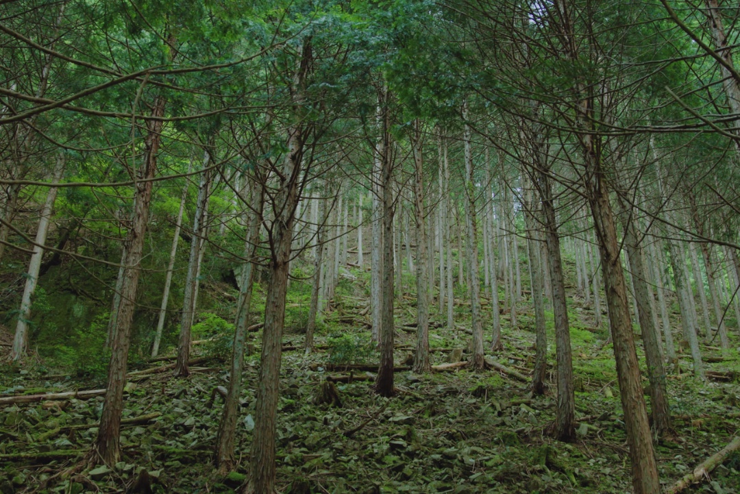 ブラザーの森 郡上