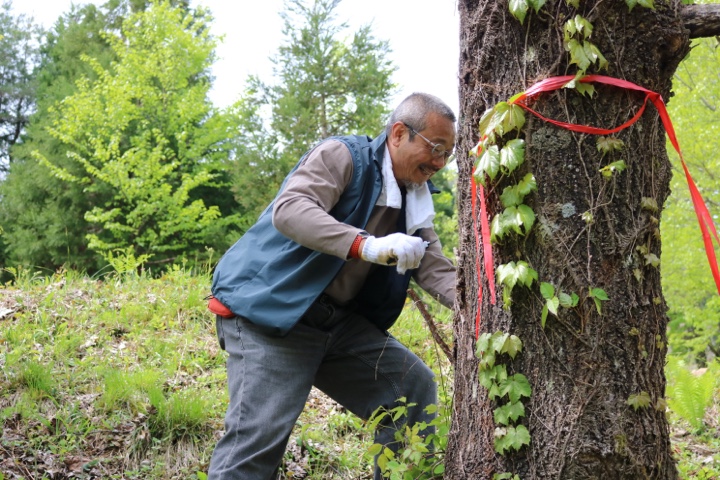 ツルや雑草を取り除く保育コース（右）