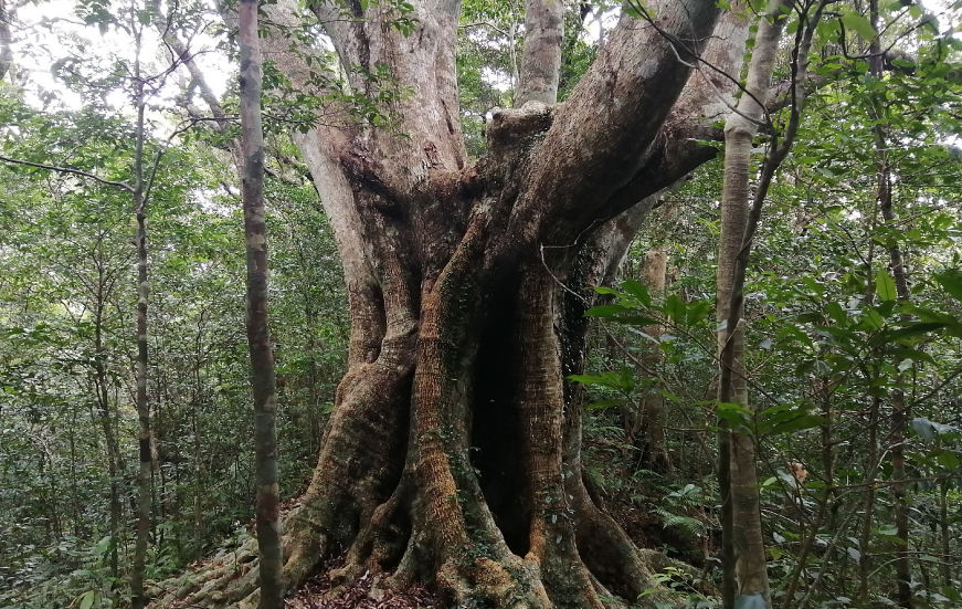 やんばる国立公園