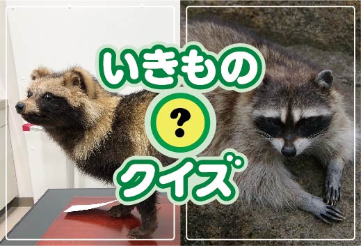 外来種はどっち？