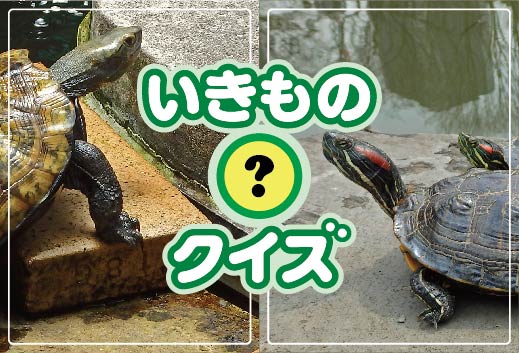 外来種はどっち？