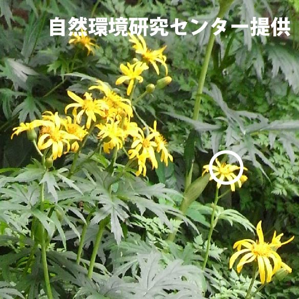 ハンカイソウの花の中心部