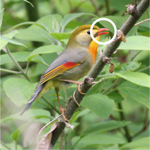 ソウシチョウのくちばし