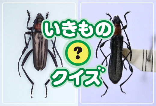 外来種はどっち？