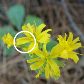 コヘラナレンの花弁