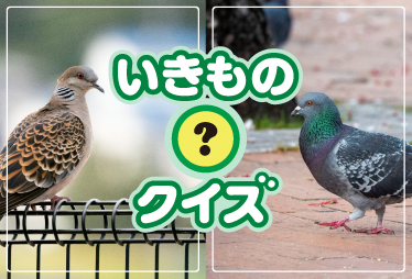 外来種はどっち？