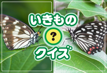 外来種はどっち？