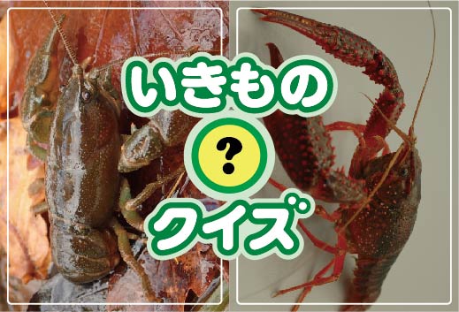 外来種はどっち？