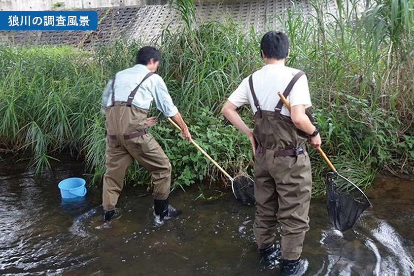 狼川の調査風景