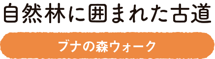 自然林に囲まれた古道　ブナの森ウォーク