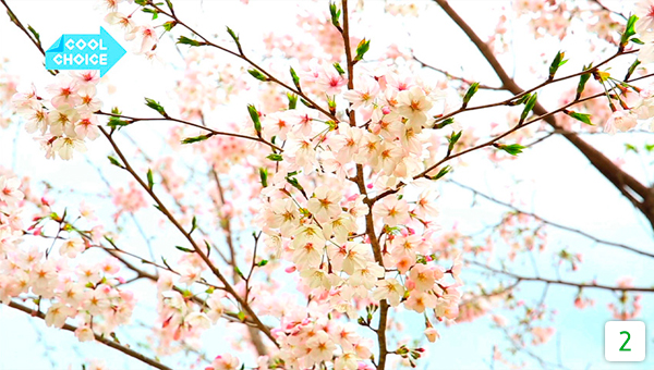 動画「早まる桜の開花と遅れるかえでの紅葉。高知で起きている異変とは？」