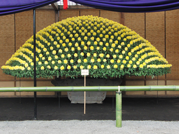 11月1日～15日 新宿御苑で「菊花壇展」を開催します