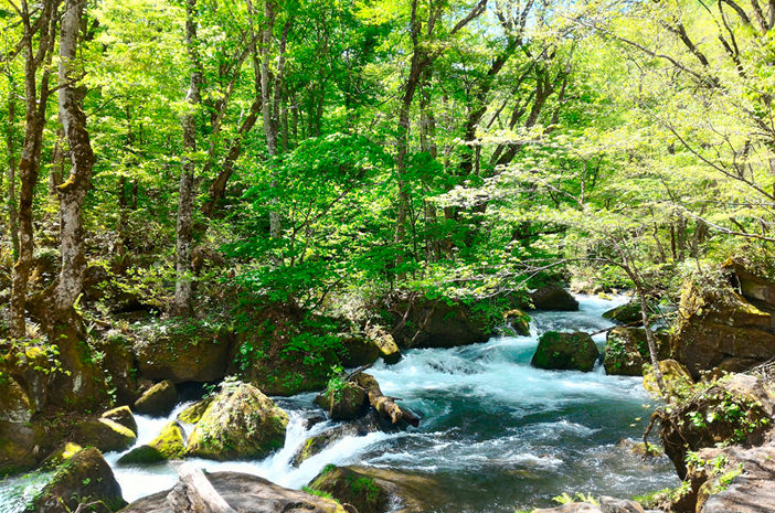 苔や新緑が輝く春の奥入瀬渓流（おいらせけいりゅう）