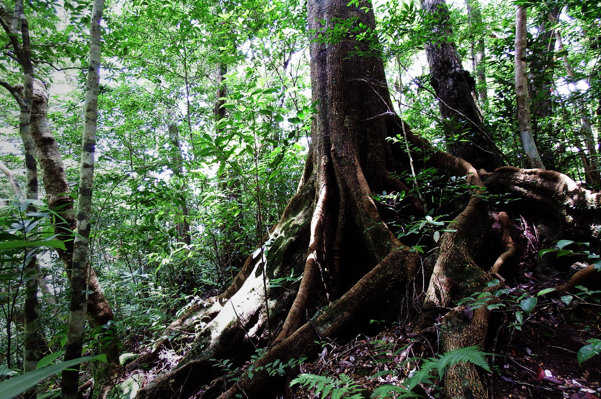 2.Tokunoshima Island-徳之島／小さな島に息づく貴重な生き物たち