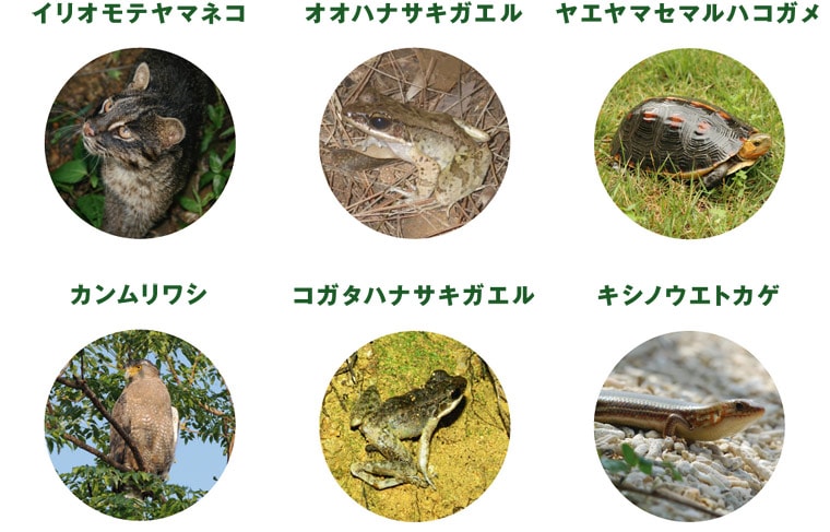 イリオモテヤマネコ、オオハナサキガエル、ヤエヤマセマルハコガメ、カンムリワシ、コガタハナサキガエル、キシノウエトカゲ