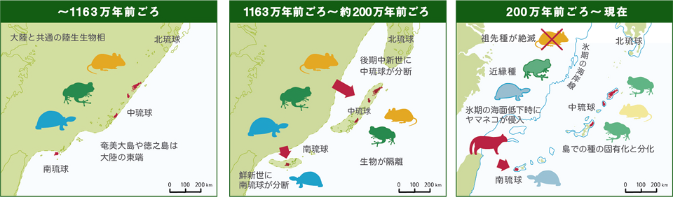 ～1163万年前ごろ／1163万年前ごろ～約200万年前ごろ／200万年前ごろ～現在