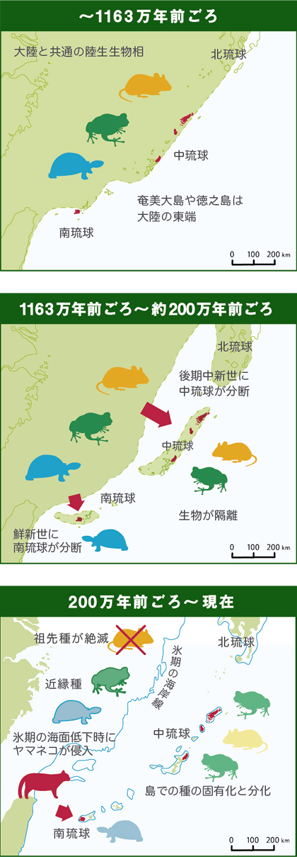 ～1163万年前ごろ／1163万年前ごろ～約200万年前ごろ／200万年前ごろ～現在