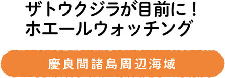 ザトウクジラが目前に！ホエールウォッチング／慶良間諸島周辺海域