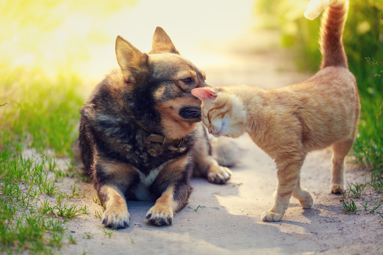 正しい飼い方を知っておきましょう