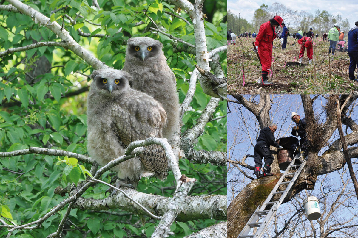 （左）シマフクロウのヒナ。1回の産卵で2個しか卵を産み落とさないので、1羽1羽が貴重な存在（右上）毎年5月ごろに開催する植樹祭では、地元の子どもたちも含め約300人ほどが参加する（右下）巣箱を設置し、清掃など管理も行っている