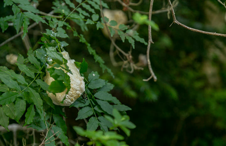 絶滅危惧種、モリアオガエルの樹上産卵