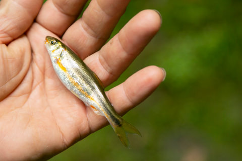 清流で釣れるハヤは持ち帰ることもできる。産卵期で、卵を抱えたハヤは唐揚げにしても美味