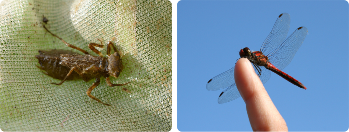 左 ： トンボの幼虫であるヤゴ／右 ： 成虫となったアカトンボ