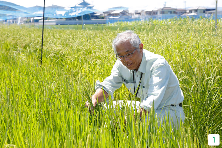 同センターで作物を専門に研究を行っている広田上席研究員