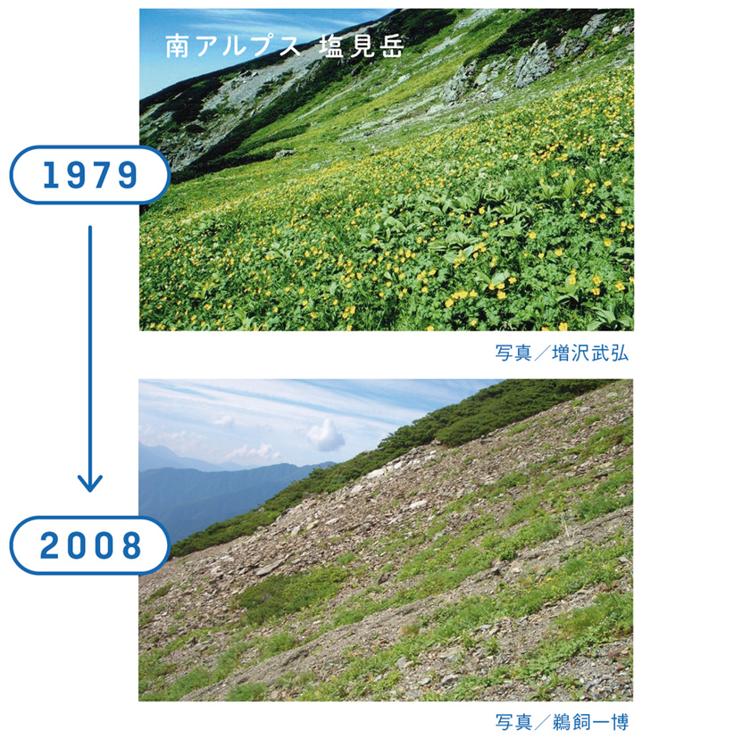 ニホンジカによる高山植物への影響