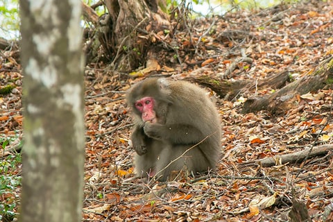 山中では、野生動物と遭遇することも。この日は、栗を食べるニホンザルに出会った