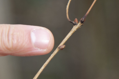 ムササビは、さまざまな植物の葉や花、実などを食べる。栄養を蓄えた冬芽も大好物