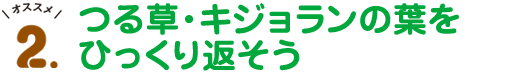 オススメ2.つる草・キジョランの葉をひっくり返そう